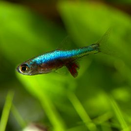 Rasbora Sundadanio Axelrodi blue  15,00 €