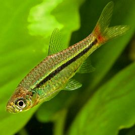 Rasbora Borapetensis 2-3cm lot de 3 5,00 €