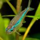 Paracheirodon Simulans - Néons verts