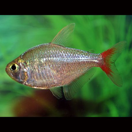 Hyphessobrycon Columbianus 2,50 €