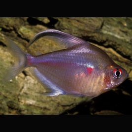 Hyphessobrycon Erythrostigma Cœurs Saignants 