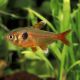 Hyphessobrycon Callistus Super Red 2,50 €