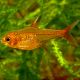 Hyphessobrycon Amandae 2,00 €