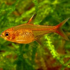 Hyphessobrycon Amandae