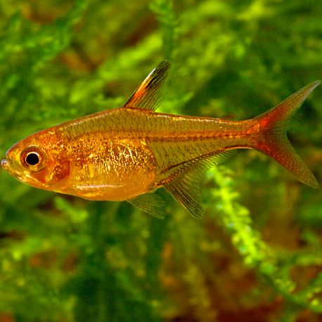Hyphessobrycon Amandae 2,00 €