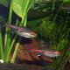Hemigrammus Erythrozonus - Néon Rose 2,50 €