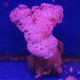 Dendronephtea rose ou rouge 10-14 cm 59,50 €