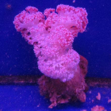 Dendronephtea rose ou rouge 10-14 cm 59,50 €