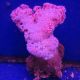 Dendronephtea rose ou rouge 10-14 cm 59,50 €