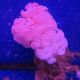 Dendronephtea rose ou rouge 10-14 cm 59,50 €