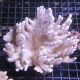 Lobophytum commun 7-9 cm 37,50 €