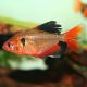 Hyphessobrycon Serpaes Voilé -Tétra Serpaes 2-3cm 3,50 €