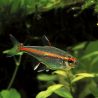 Hemigrammus Erythrozonus - néon rose lot de 3
