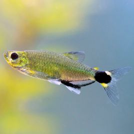 Aphyocharax Paraguayensis - nattereri  