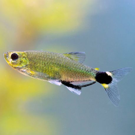 Aphyocharax Paraguayensis - nattereri  