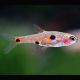 Boraras maculatus - Rasbora nain lot 10  18,00 €