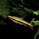 Nannostomus Beckfordi - Poisson Crayon
