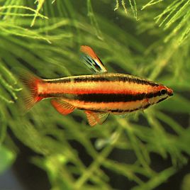 Nannostomus Marginatus lot de 5