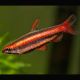 Nannostomus Mortenthaleri lot de 2 RARE 22,00 €