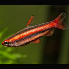 Nannostomus Mortenthaleri RARE