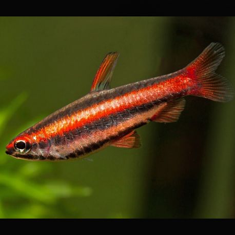 Nannostomus Mortenthaleri RARE 12,50 €