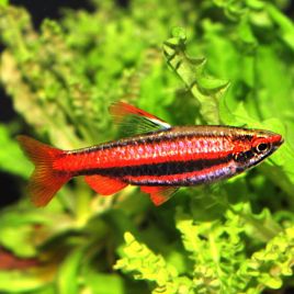 Nannostomus Rubrocaudatus lot de 2 RARE