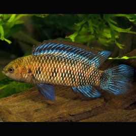 Badis badis - Badis caméléon 2-3cm lot de 2