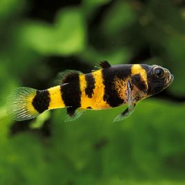 Brachygobius Doriae poisson abeille 1-2cm lot de 3