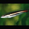 Channa Micropeltes poisson à tête de serpent 5-6 cm