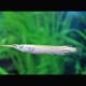 Dermogenys Pusillus albinos 4-6cm