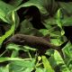 Gnathonemus petersii poisson éléphant 12-15 cm 18,50 €