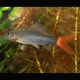Epalzeorhynchos Bicolor 4-5cm 