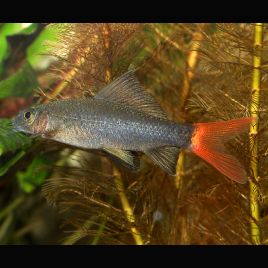 Epalzeorhynchos Bicolor 4-5cm 6,50 €