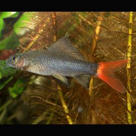 Epalzeorhynchos Bicolor 4-5cm 