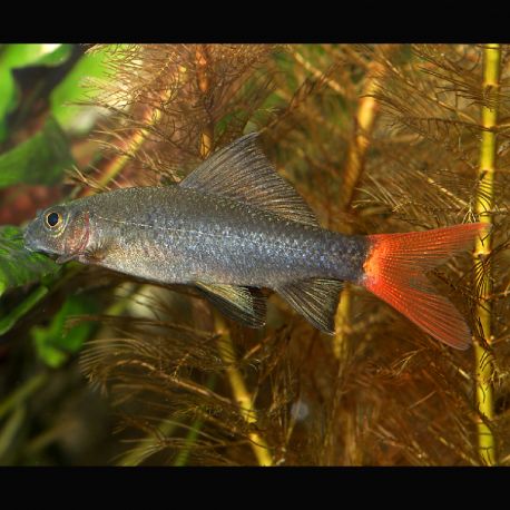 Epalzeorhynchos Bicolor 4-5cm 