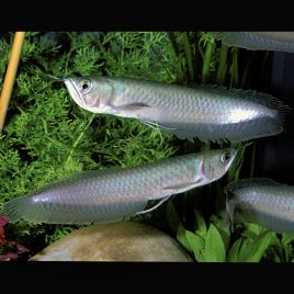 Osteoglossum bicirrhosum arowanas argenté 10-12 cm 49,50 €