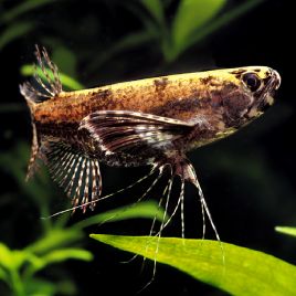 Pantodon Buchholzi poisson papillon 8-9cm 9,50 €