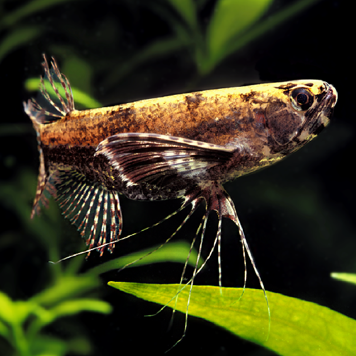 Poisson Papillon Africain Poisson Papillon à Long Nez