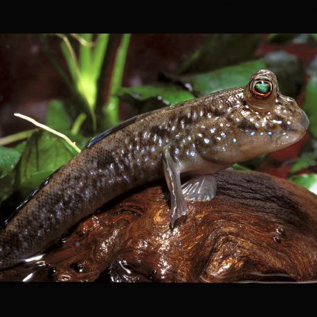 Periophthalmus argentilineatus 6cm