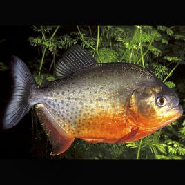 Pygocentrus nattereri 4-5 cm 9,50 €