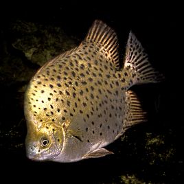 Scatophagus Argus 