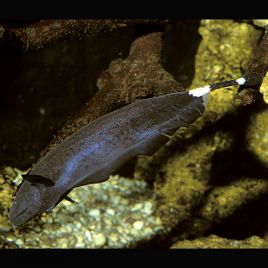Apteronotus Albifrons poisson-couteau 5-6 cm lot de 2