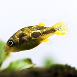 Tetraodons - Carinotetraodon travancoricus 1-2cm