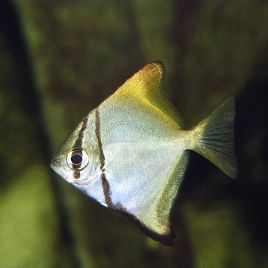 Monodactylus Argenteus 