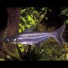 Pangasianodon hypophthalmus faux requins 5-6 cm le lot de 2