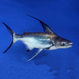 Pangasius Sanitwogsei Pangasius voilés 6-7 cm