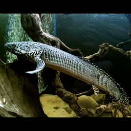 Polypterus Senegalus 6-8cm lot de 2 18,50 €