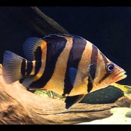 Datnioides Microlepis 5-6 cm