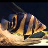 Datnioides Microlepis 5-6 cm