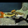 phractocephallus hemioliopterus 5-6cm lot de 2